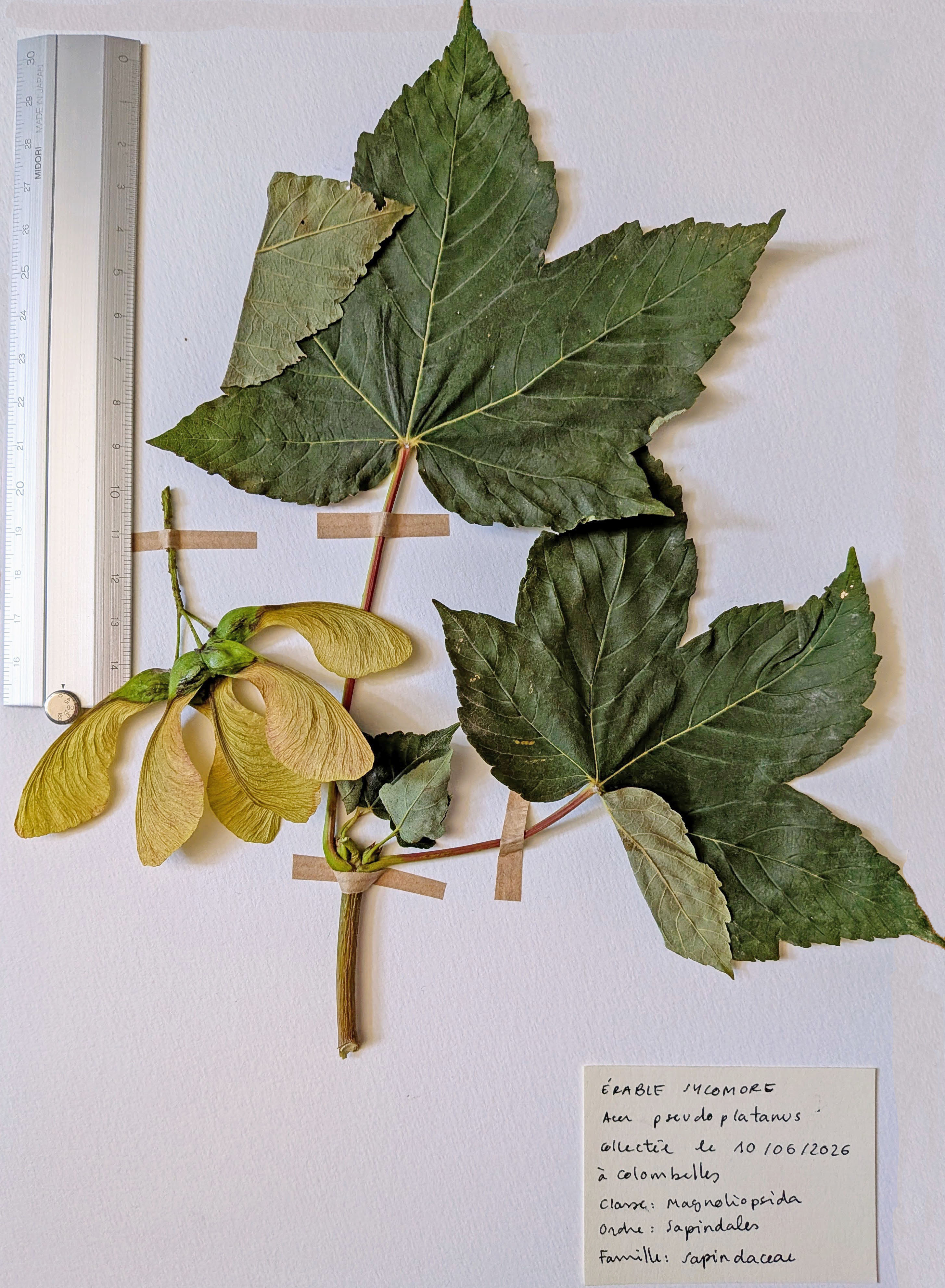Herbier: Acer pseudoplatanus