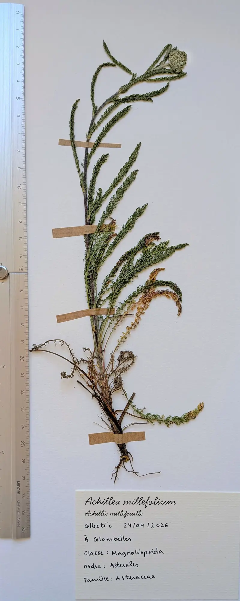Herbier: Achillea millefolium