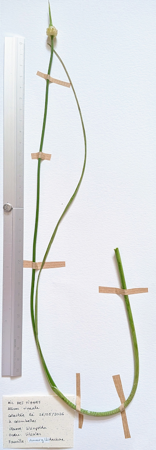 Herbier: Allium vineale