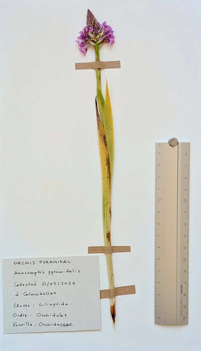 Herbier: Anacamptis pyramidalis