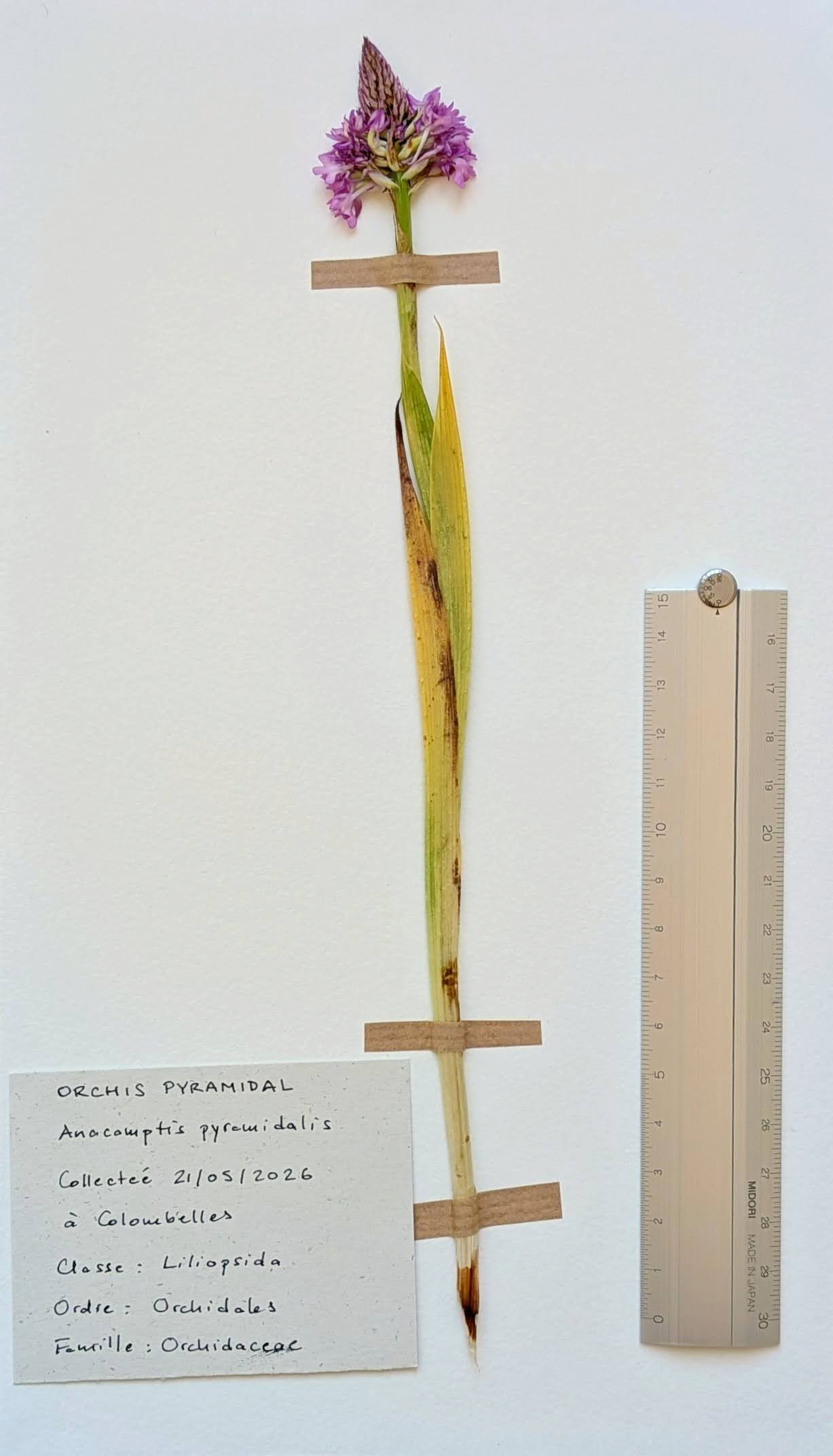 Herbier: Anacamptis pyramidalis