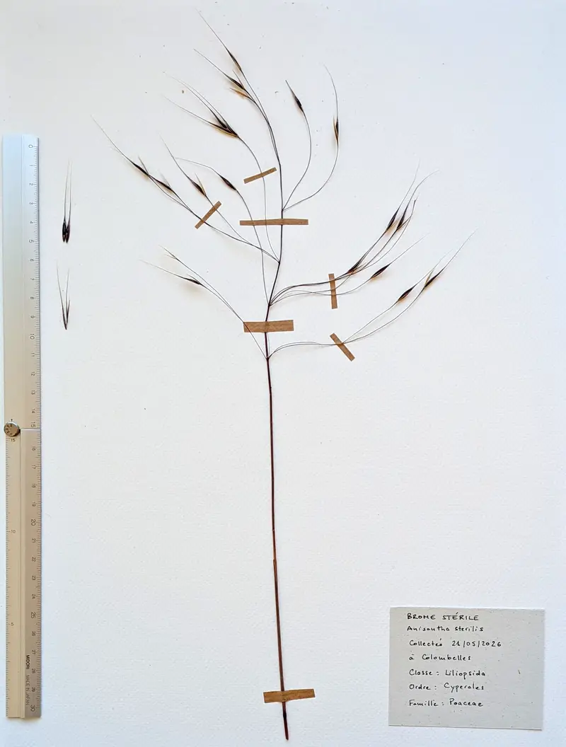 Herbier: Anisantha sterilis