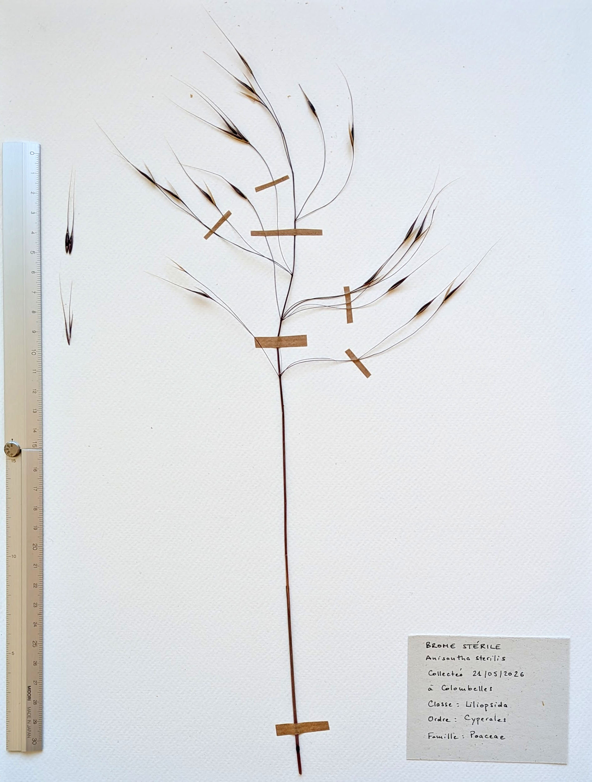 Herbier: Anisantha sterilis