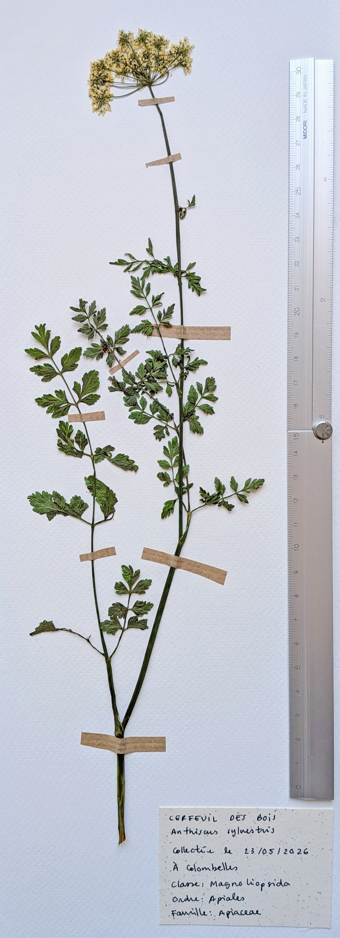 Herbier: Anthriscus sylvestris