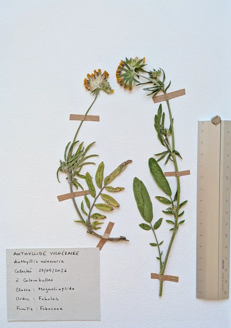 Herbier: Anthyllis vulneraria