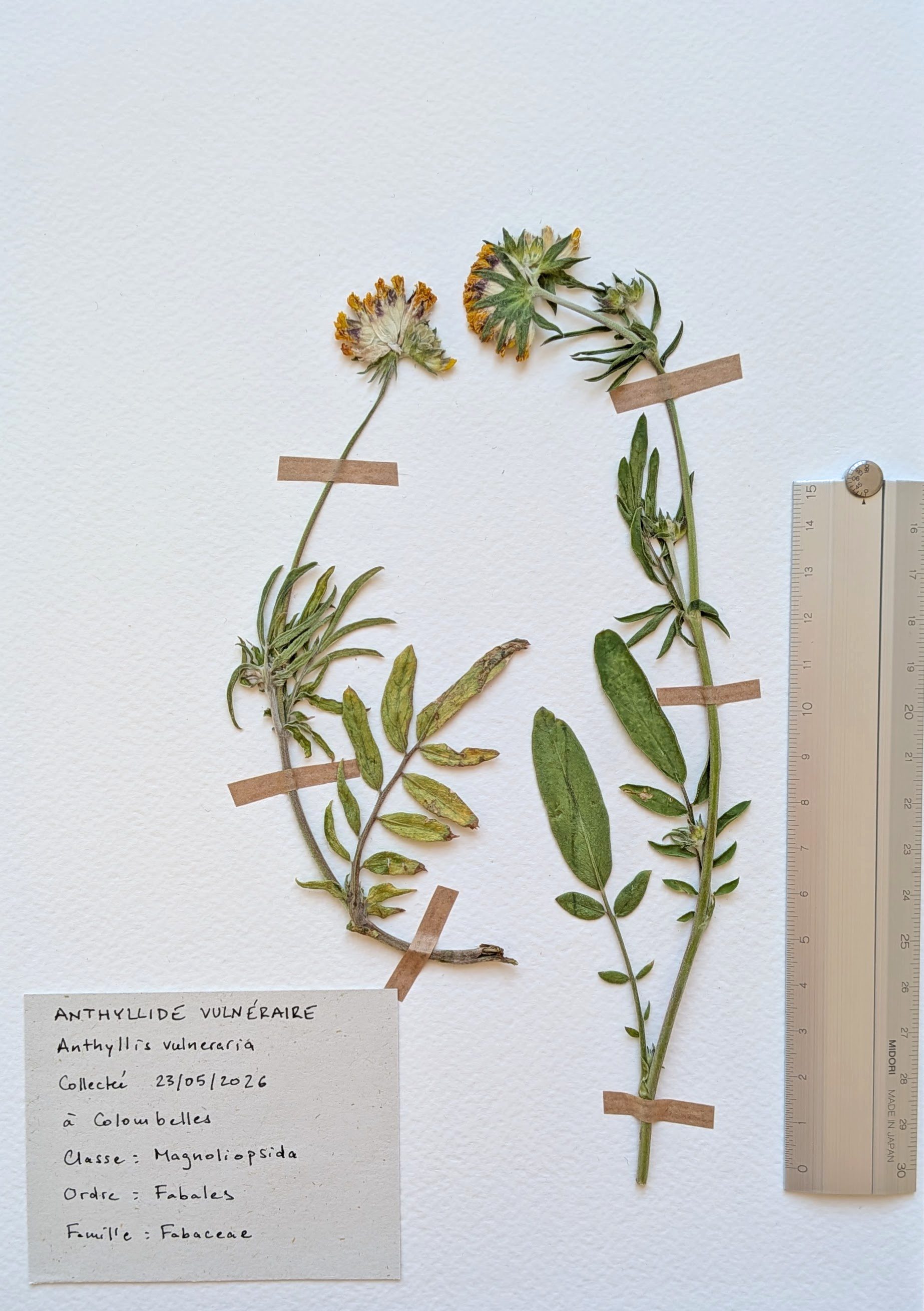 Herbier: Anthyllis vulneraria