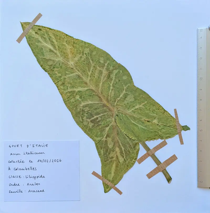 Herbier: Arum italicum