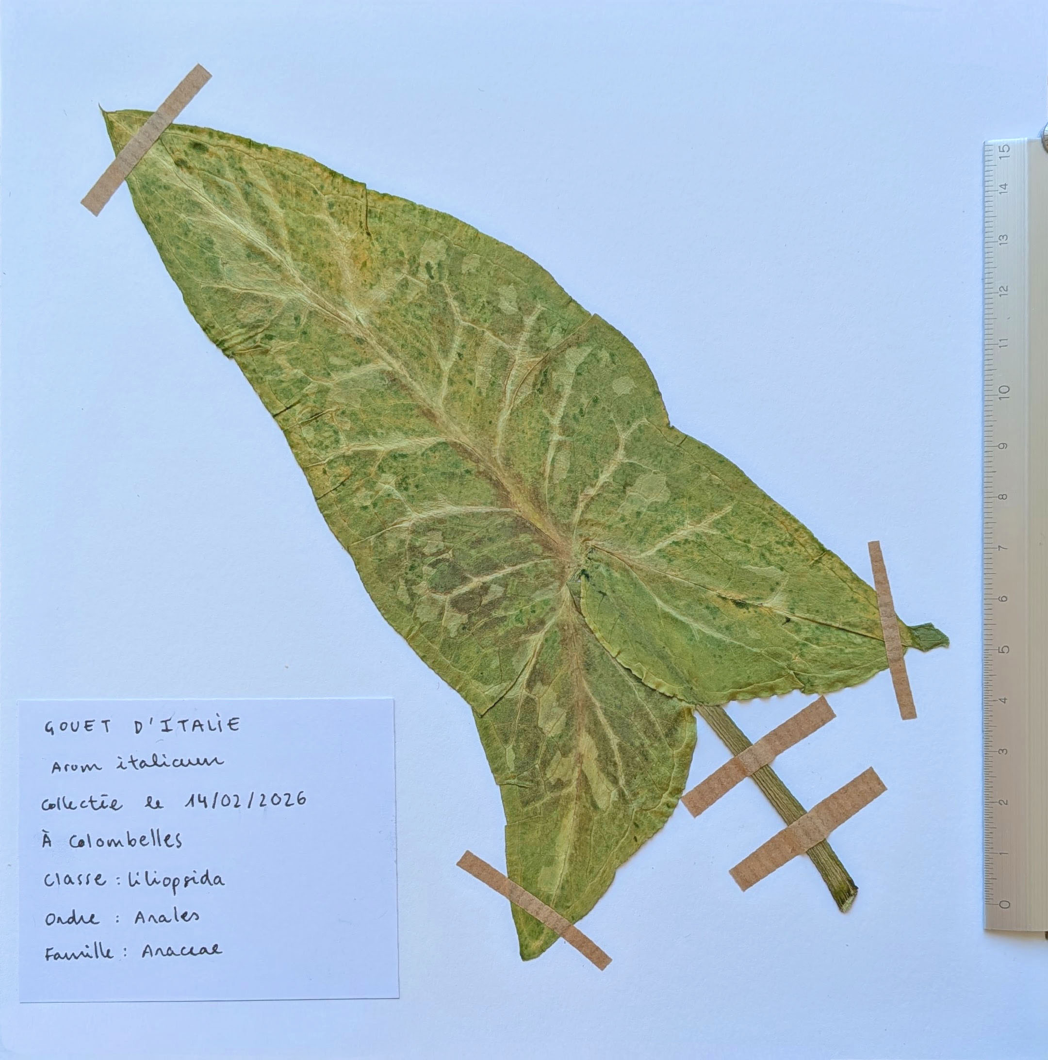Herbier: Arum italicum