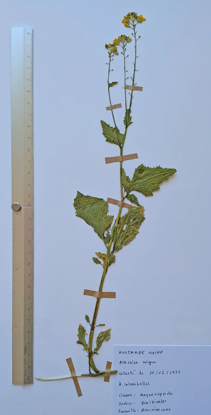 Herbier: Brassica nigra