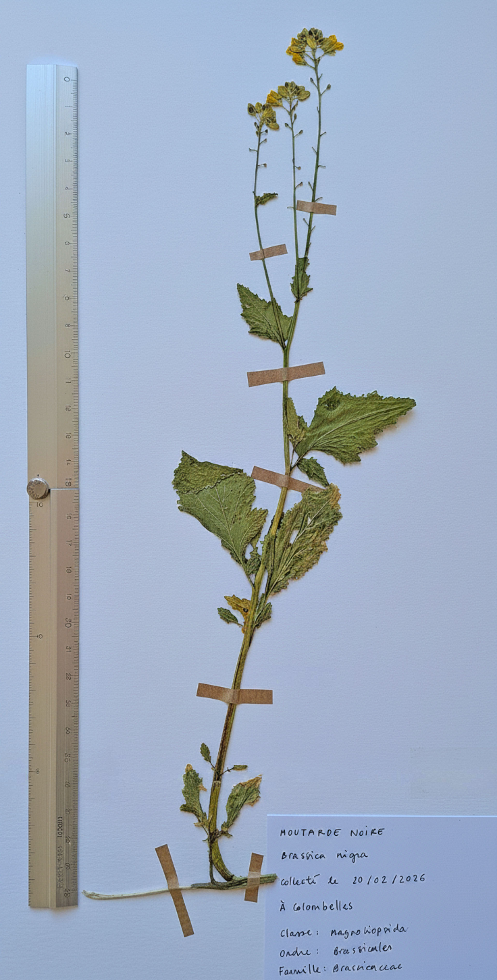Herbier: Brassica nigra