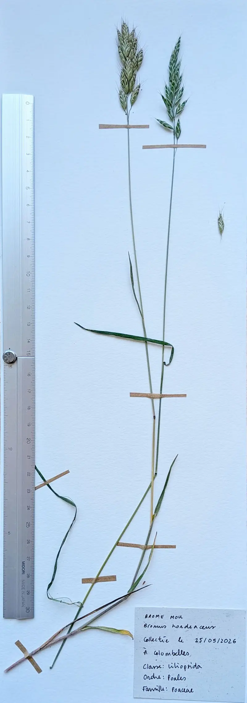 Herbier: Bromus hordeaceus