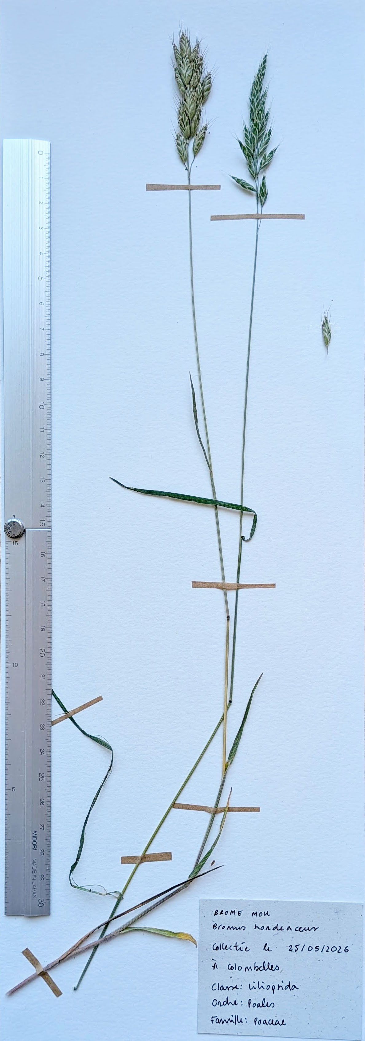 Herbier: Bromus hordeaceus