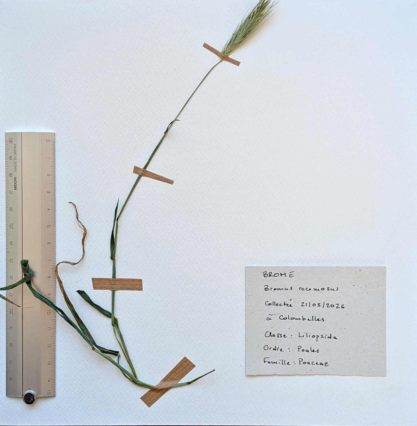 Herbier: Bromus racemosus