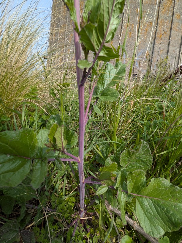 ref 2